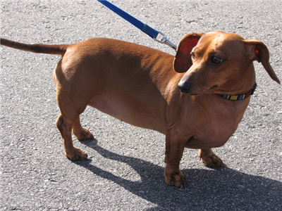 Dachshund