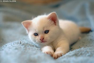 Animal Of The Day