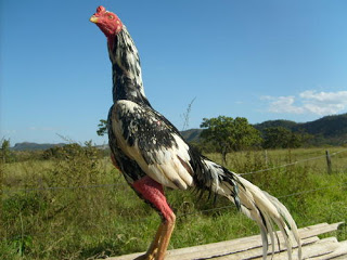 Galo De Combate