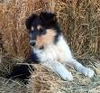Puppy Gallery