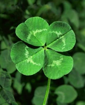 Lucky Or Sucky!
