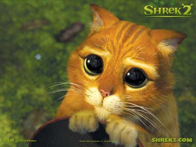 Dessins Animé