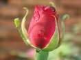 red rose