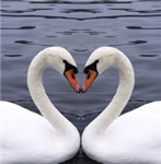 Send Swans Greetings