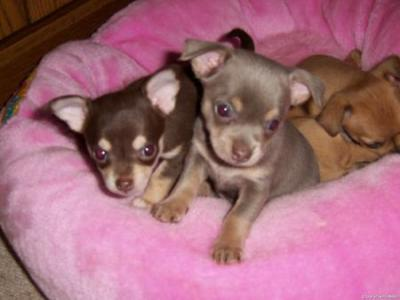 Cuccioli!