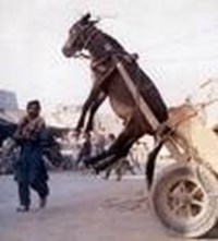 Hangi Hayvansın?