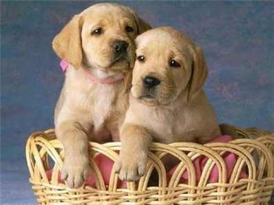 Perritos