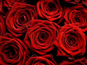 Red Roses