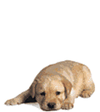 Perrito