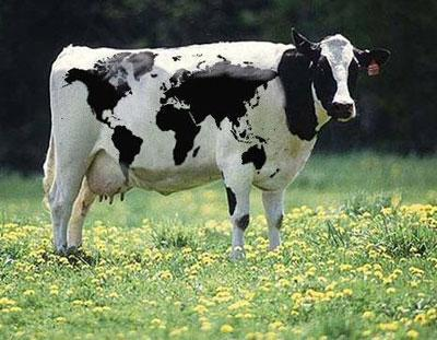 Sametinki Yalan Gerçek Bu Bregealin Nesisin !!! Pr