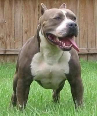Que Raza De Perro Eres