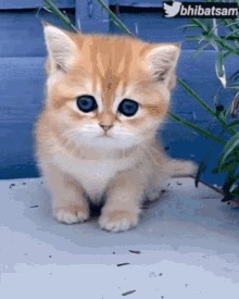 Kuis Fakta Seputar Kucing