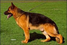 German Shepherd Dog