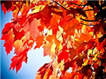 Fall Foliage