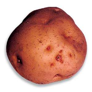 Patata