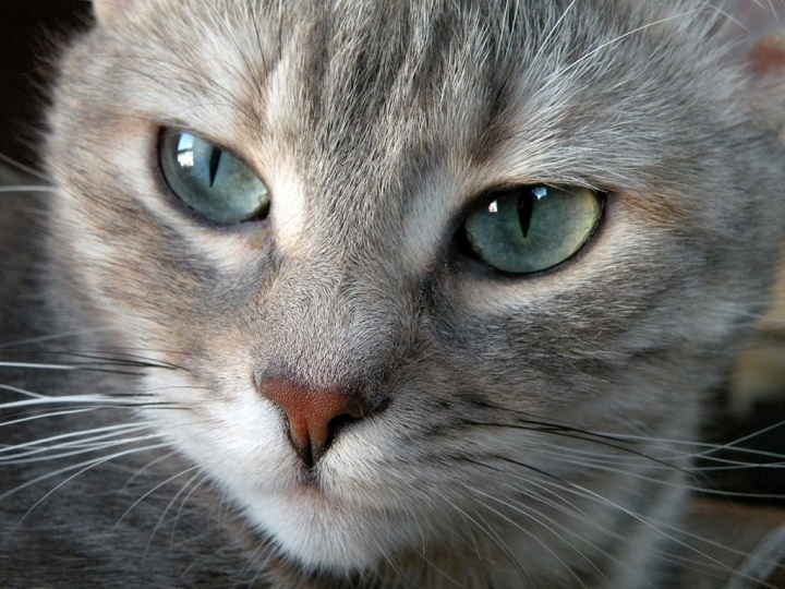 Cuanto Sabes De Gatos?