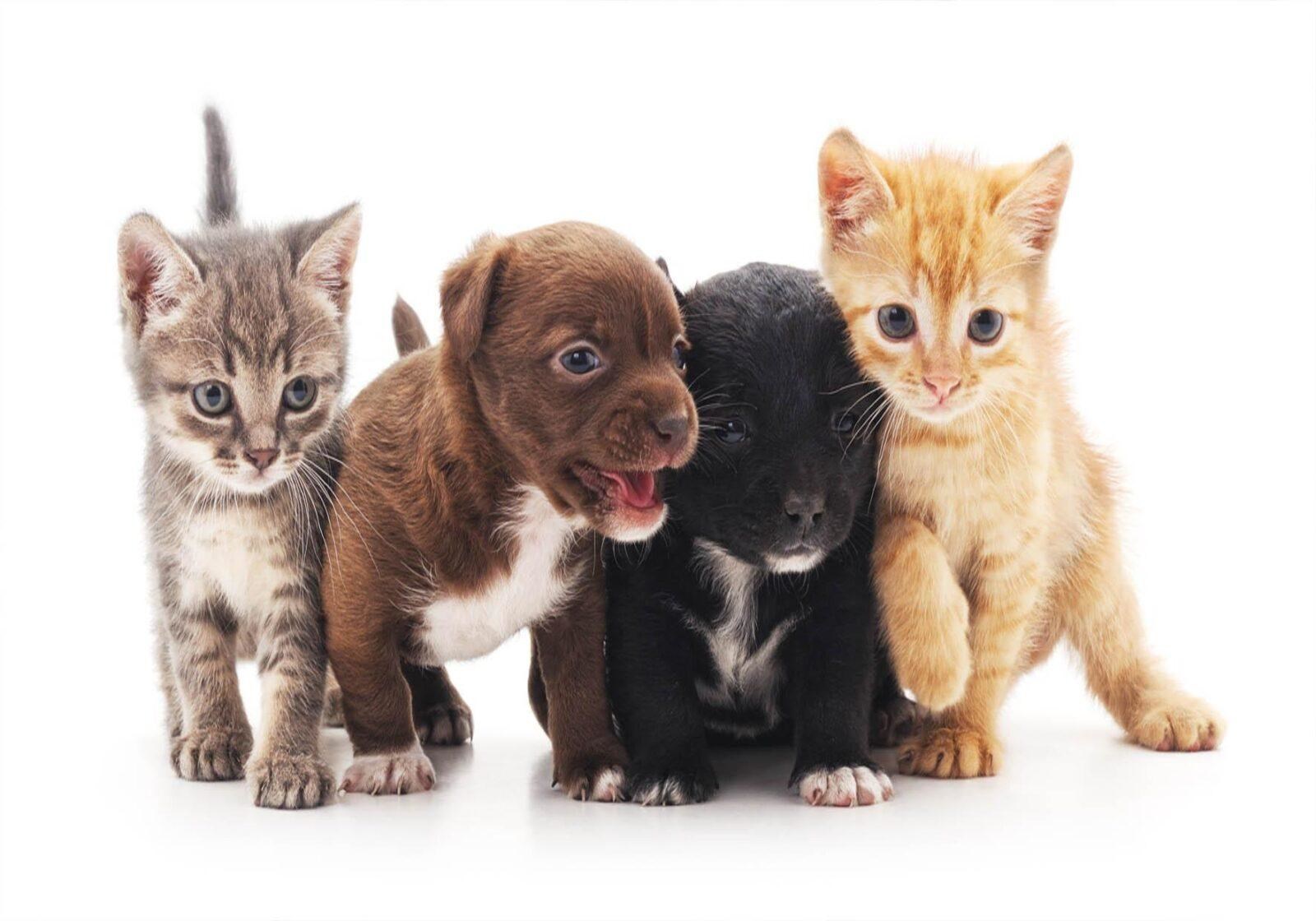 חידון החתולים/כלבים🐱🐶