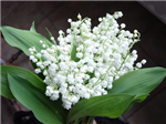 Muguet