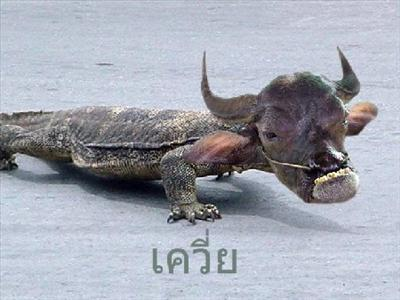 ทักกี้เป็นเควี่ยหรือหนอนปลวก?