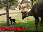 Llama And Lamb War Of 2010