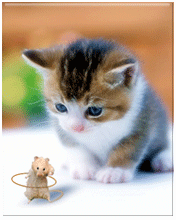 cat