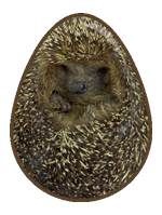 Hedgehog