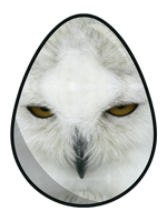 O rly?