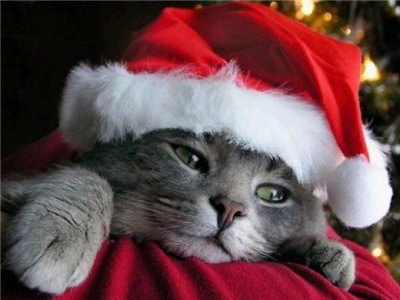 Merry Xmas