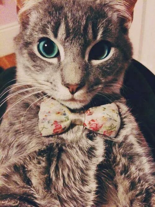 ¿ Te Gustan Los Gatos ? O No