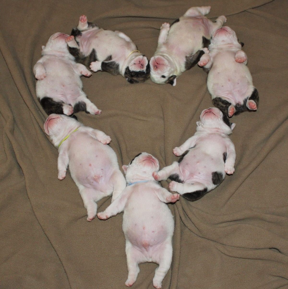 Pibble 3 pibble sevenler yapsin👅