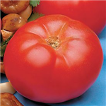 Tomato Fight