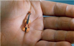 The Small Violin