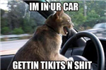 Funny Cat Gifter