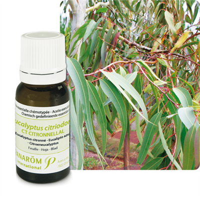 Eucalyptus citronné (eucalyptus citriodora)
