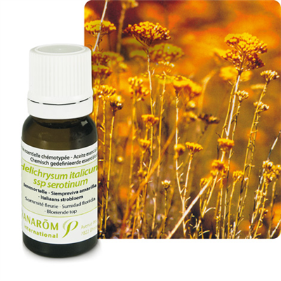 Immortelle (helychrisum italicum)
