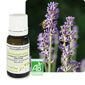 Lavande aspic (lavandula spica)