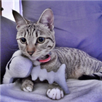 Maomi The Cat