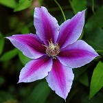 Clematis