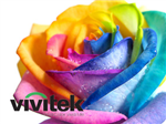 Rose For Love