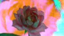 FLOWER DIGITAL ART BY SHANE L MILLER