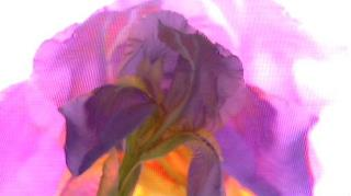 FLOWER DIGITAL ART BY SHANE L MILLER