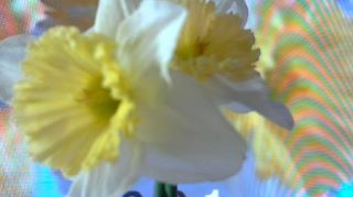 FLOWER DIGITAL ART BY SHANE L MILLER