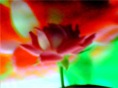 FLOWER DIGITAL ART BY SHANE L MILLER
