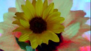 FLOWER DIGITAL ART BY SHANE L MILLER