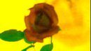 FLOWER DIGITALART BY SHANE L MILLER