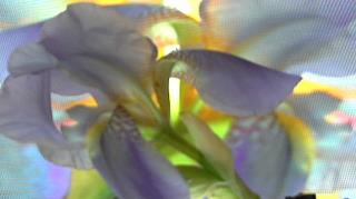 FLOWER DIGITAL ART BY SHANE L MILLER