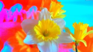 FLOWER DIGITAL ART BY SHANE L MILLER