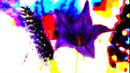 FLOWER DIGTAL ART BY SHANE L MILLER