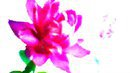 FLOWER DIGITAL ART BY SHANE L MILLER