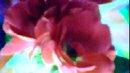 FLOWER DIGITAL ART BY SHANE L MILLER